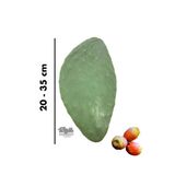 Frenk Inciri (Dikenli İncir) Yaprağı - 20 - 35 Cm Boy