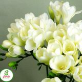 Frezya Çiçeği Soğanı 5 Adet Doğal Mis Kokulu Çiçek Soğanı