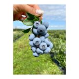 Fruit Paradise Doğal Yaban Mersini 125 gr