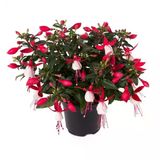 Fuchsia Cultivars Küpeli Çiçeği Fidanı 10-20 Cm