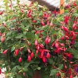 Fuchsia Küpeli Çiçeği 10-20 Cm