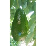 Fuerte Avakado Fidanı 1 Erkek 1Dişi Şeklinde 1852148751248
