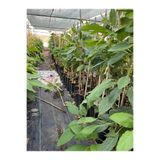Fuerte Avakado Fidanı (3 Yaş 100 Cm) 2 Adet 5202227745832
