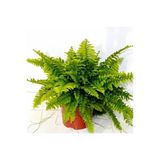 Fujer Aşk Merdiveni Nephrolepsis Exaltata 10-20 Cm