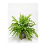 Fujer Aşk Merdiveni Nephrolepsis Exaltata, 9348098590438