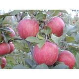 Fuji Elma Fidanı Aşılı - 2 Yaş Tüplü 80-100 Cm