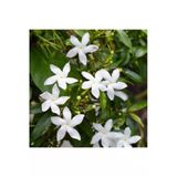 Ful Yasemin Çiçeği Fidanı 10-20 cm Beyaz