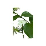 Ful Yasemin Çiçeği Fidanı 10-20 Cm