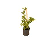 Ful Yasemin Çiçeği Yoğun Kokulu 30-60Cm Sarmaşık Bitki (Jasminum), SRD30012025BYB779