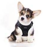 Funfox Küçük köpek koşum takımı, çekmez, kolay yürüyüş için ayarlanabilir köpek yeleği, nefes alabilen Oxford malzeme, küçük köpek yavrusu için kontrol için metal ön klipsli yansıtıcı şeritler, siyah