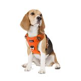Funfox Orta Boy Köpek Koşum Takımı Çekmez, Kolay Yürüyüş için Ayarlanabilir Köpek Yeleği, Nefes Alabilir Oxford Malzeme, Küçük Yavru Köpek için Kontrol için Metal Ön Klipsli Yansıtıcı Şeritler Turuncu
