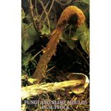 Fungi and Slime Moulds in Suffolk