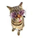 Fuşya Damla Model Kedi Köpek Gözlüğü