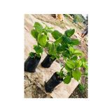 Fuşya Renk Canlı Ortanca Çiçeği Fidanı 10-20 Cm