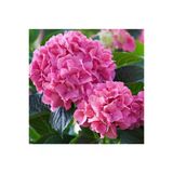 Fuşya Renk Canlı Ortanca Çiçeği Fidanı 10-20 Cm