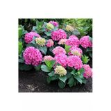 Fuşya Renk Ortanca Çiçeği Fidanı 10-20 Cm