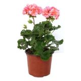 Fuşya Renk Sardunya Çiçeği Fidanı 10-20 cm