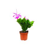 Fuşya Yılbaşı Çiçeği (Schlumbergera) Tomurcuklu Ve Çiçekli İç Mekan Bitkisi