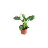 Gala Çiçeği Fidesi Calla Lily White Beyaz 10-20 Cm
