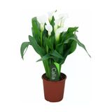 Gala Gelin Çiçeği Calla Lily Beyaz 10-20 Cm