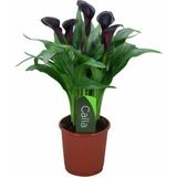 Gala Gelin Çiçeği Calla Lily - Bordo 10-20 Cm