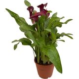 Gala Gelin Çiçeği Kırmızı 15-25 Cm