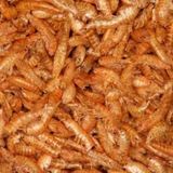 Gammarus ( Kurutulmuş Karides) Balık Ve Kaplumbağa Yemi 250 Gr