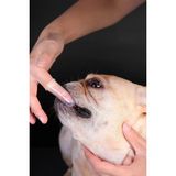 Gampus Evcil Hayvan Dil Diş Fırçası Pet Kedi Köpek Diş Fırçası