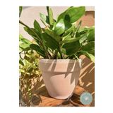 Garden Art El Yapımı Kahverengi Büyük Boy Seramik Saksı 22,5 cm