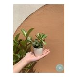Garden Art Mini Seramik Beyaz Renk Sukulent Saksı 6 Cm