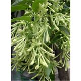 Garden Box Gece Yasemini (Cestrum Nocturnum) Melisa Çiçeği 1 Adet Saksılı 30-60CM