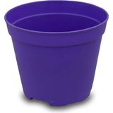Garden Box Katı Plastik Sukulent Saksısı 20 Adet Koyu Mor (5.5 cm)