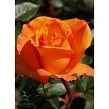 Garden Box Kokulu Yediveren Turuncu Gül Fidanı 1 Adet Saksıda 30-50CM Bahçe Çiçeği
