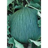 Garden Doğal Kışlık Ankara Kavunu Hasanbey 100 Ad. Tohum