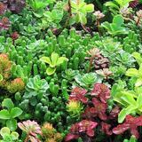 Garden Mix Karışık Sukulent Tohumu (10 tohum)