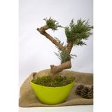 Garden Moda Yapay Bonsai Ağacı, 35 cm, Saksıda, Yeşil, Dekoratif İç Mekan Bitkisi