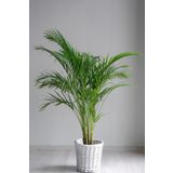 Garden Online Areka Palmiyesi - Dypsis Lutescens Canlı Salon Bitkisi 80 - 100 cm