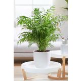 Garden Online Chamaedorea Elegans - Dağ Palmiyesi Dolgun Formlu Canlı Salon Bitkisi 55 - 65 cm