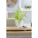 Garden Online Chlorophytum Comosum - Askılı Kurdele Çiçeği Canlı Salon Bitkisi 25 - 45 cm