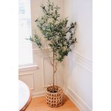 Garden Online Gemlik Trilye Zeytin Fidanı - 4/5 Yaş Zeytin Fidanı Dekoratif Saksıda