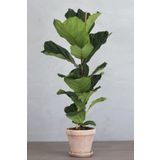 Garden Online Keman Yapraklı Kauçuk - Ficus Lyrata Canlı Salon Bitkisi 80 - 100 cm