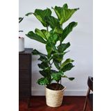Garden Online Keman Yapraklı Kauçuk - Tek Gövdeli Ficus Lyrata Canlı Salon Bitkisi 100 - 120 cm