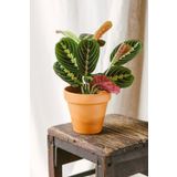 Garden Online Maranta Leuconeura Fascinator - Kalatya Maranta Dua Çiçeği Canlı Salon Bitkisi 20 - 40 cm