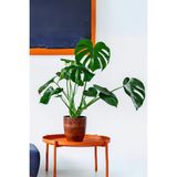 Garden Online Monstera Deliciosa - 2-3 Köklü Deve Tabanı Dolgun Form Canlı Salon Bitkisi 100 - 120 cm