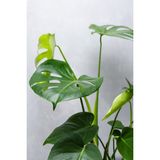 Garden Online Monstera Deliciosa - Deve Tabanı Canlı Salon Bitkisi - 80 - 100 cm
