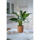 Garden Online Spathiphyllum Chopin - Barış Çiçeği Canlı Salon Bitkisi 40 - 60 cm