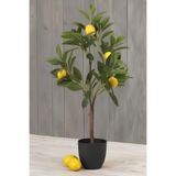 Garden Online Yediveren Limon Fidanı Gür Dallı Limon Ağacı Fidanı 50-60 CM