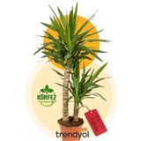 Garden Online Yucca - Yuka Bitkisi 2 Gövdeli Yucca Avize Çiçeği Canlı Salon Bitkisi 100-120cm