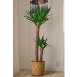 Garden Online Yucca - Yuka Bitkisi Büyük Boy İki Gövdeli Yucca Avize Çiçeği Canlı Salon Bitkisi 100-110 cm
