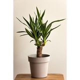 Garden Online Yucca - Yuka Bitkisi Tek Gövdeli Yucca Avize Çiçeği Canlı Salon Bitkisi 50 - 60 cm